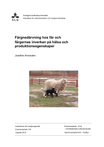 Färgnedärvning hos får och färgernas inverkan på hälsa och