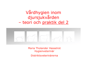 Maria Tholander Hasselrot