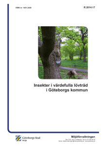 Insekter i värdefulla lövträd i Göteborgs kommun