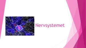 Nervsystemet - WordPress.com