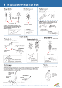 1 - Insektslarver med sex ben