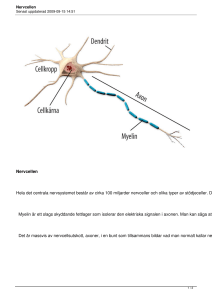 Nervcellen Hela det centrala nervsystemet består av cirka 100