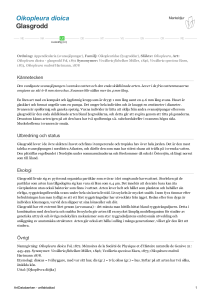 Oikopleura dioica - glasgrodd - 242109