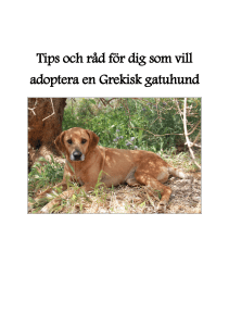 Tips och råd för dig som vill adoptera en Grekisk gatuhund