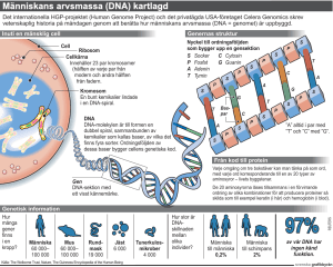 Människans arvsmassa (DNA) kartlagd
