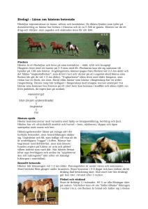 Etologi – Läran om hästens beteende