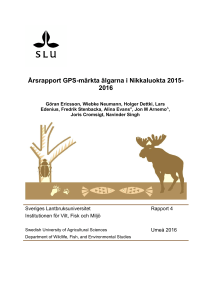 Årsrapport GPS-märkta älgarna i Nikkaluokta 2015