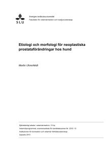 Etiologi och morfologi för neoplastiska prostataförändringar