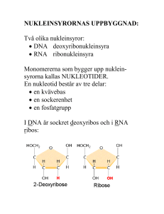 Två olika nukleinsyror: • DNA deoxyribonukleinsyra • RNA