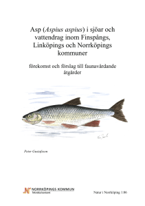 Asp (Aspius aspius) i sjöar och vattendrag inom Finspångs