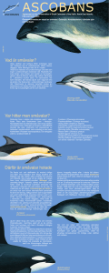ASCOBANS – Vi skyddar småvalar och delfiner i Europa