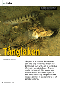 Biologi Tånglaken är en nattaktiv, ålliknande fisk som finns längs