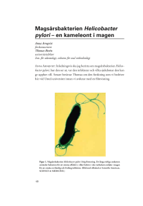 Magsårsbakterien Helicobacter pylori – en kameleont i magen