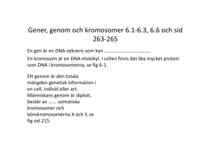 Copy of Kap 6 Gener, genom och kromosomer