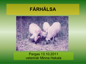 Fårhälsa - veterinär Minna Hakala i Pargas 13.10.2011