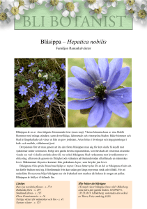 Blåsippa – Hepatica nobilis