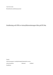 Genkloning och PCR av tetracyklinresistensgen