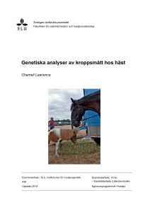 Genetiska analyser av kroppsmått hos häst
