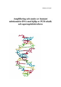 Amplifiering och analys av humant mitokondrie-DNA med hjälp