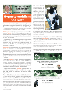 Hypertyreoidism hos katt