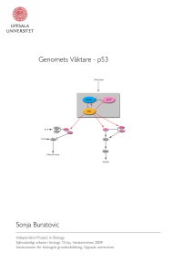 Genomets Väktare - p53 Sonja Buratovic