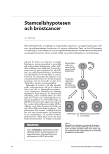 Stamcellshypotesen och bröstcancer