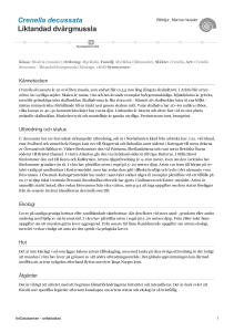 Crenella decussata - liktandad dvargmussla - 102715