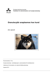 Granulocytär anaplasmos hos hund
