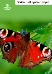 Fjärilar i odlingslandskapet