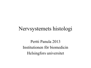 Nervsystemets histologi