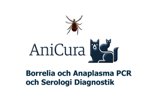 Borrelia och Anaplasma PCR och Serologi Diagnostik