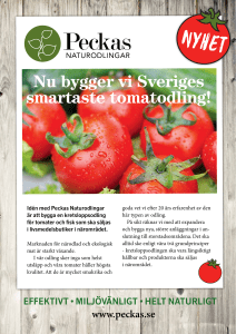 Nu bygger vi Sveriges smartaste tomatodling!