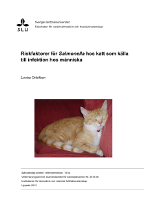 Riskfaktorer för Salmonella hos katt som källa till infektion hos