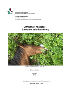 Afrikansk hästpest - Sjukdom och överföring