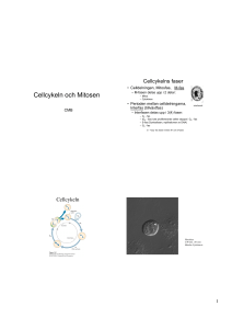 Cellcykeln och Mitosen