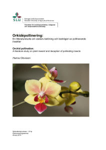 Orkidépollinering