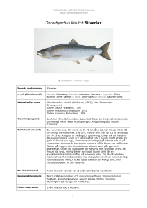 Oncorhynchus kisutch - Främmande arter i svenska hav