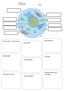 cellplasma, cytoplasma mitokondrie cellmembran