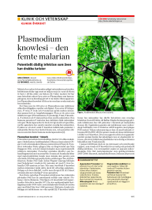 Plasmodium knowlesi – den femte malarian