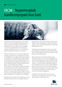 HCM – hypertropisk kardiomyopati hos katt