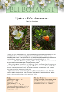 Hjortron – Rubus chamaemorus
