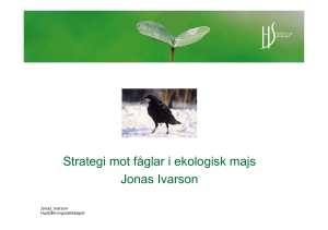 Strategi mot fåglar i ekologisk majs Jonas Ivarson
