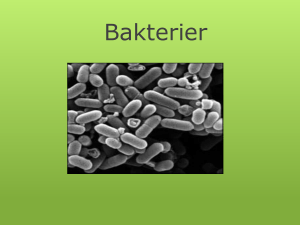 Bakterier
