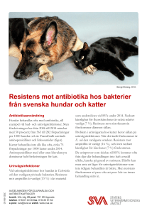 Resistens mot antibiotika hos bakterier från svenska hundar