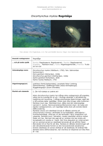 Oncorhynchus mykiss - Främmande arter i svenska hav
