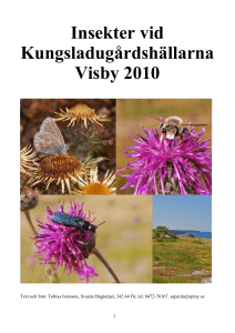 Insekter vid Kungsladugårdshällarna Visby 2010