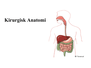 Kirurgisk anatomi