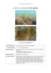 Gracilaria vermiculophylla - Främmande arter i svenska hav
