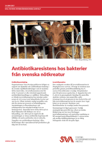 Antibiotikaresistens hos bakterier från svenska nötkreatur