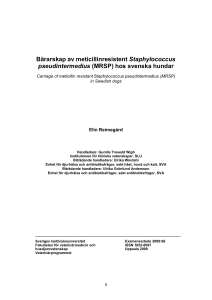 Bärarskap av meticillinresistent Staphylococcus pseudintermedius